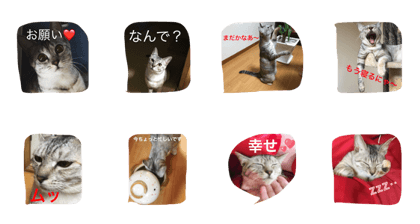 cat my mind 2.