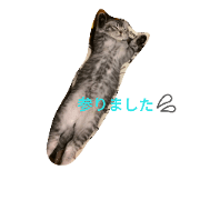 Cat days2