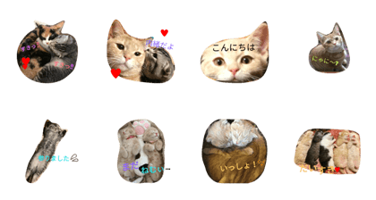 Cat days2