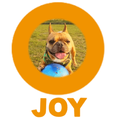 French bulldog JOY 03