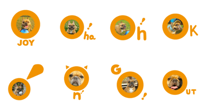 French bulldog JOY 03