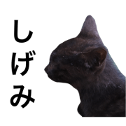 cute cat SHIGEMI series 1