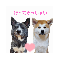 akitainu_ann_20210718182322