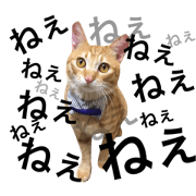 cat peshiro