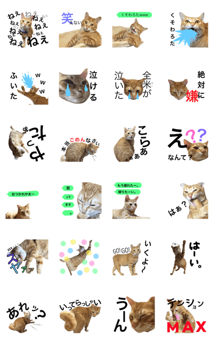 cat peshiro