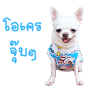 Chihuahua doggy V.1