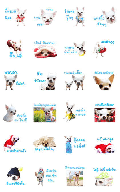 Chihuahua doggy V.1