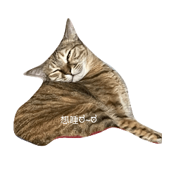 我是kiko (๑ↀᆺↀ๑)