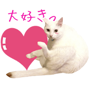 white cat Novia-san vol.01