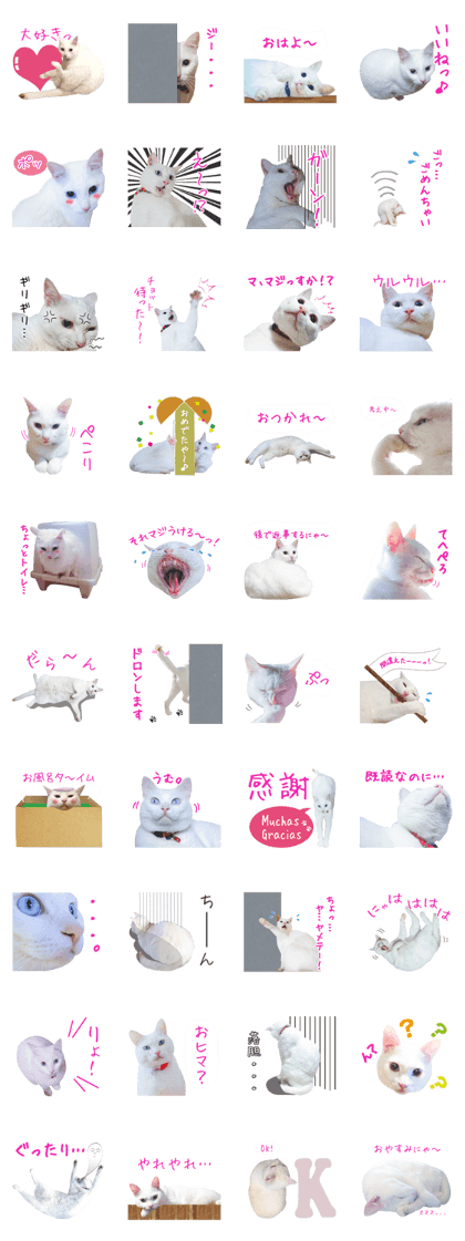 white cat Novia-san vol.01