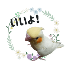 po-chan__coton sticker