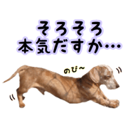 Peachy pooches