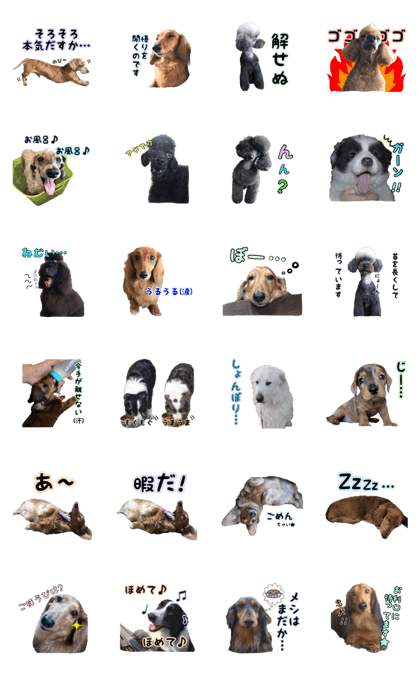 Peachy pooches
