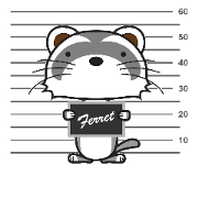Ferret boy "Koh"