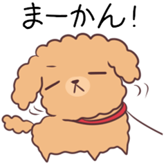 Toy poodle of Nagoya dialect 2
