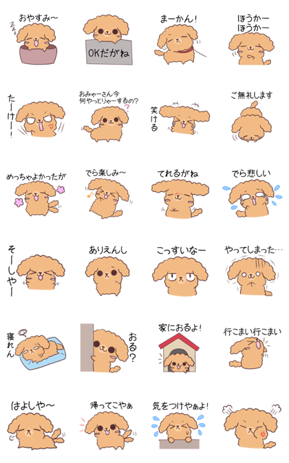 Toy poodle of Nagoya dialect 2