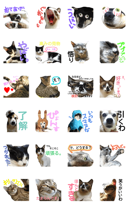 nekosanparty2