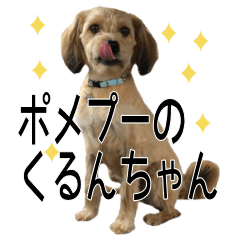 Pumepoo's "Japanese puppy" Kurun chan
