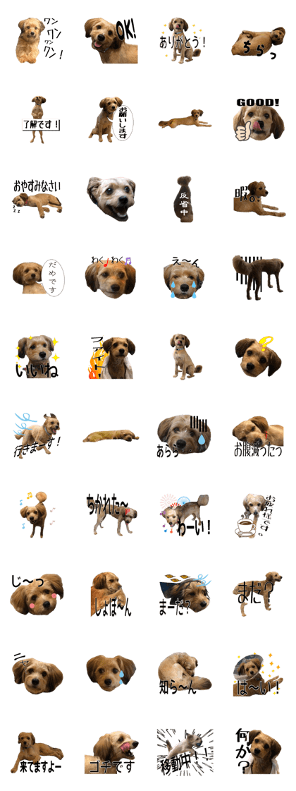 Pumepoo's "Japanese puppy" Kurun chan