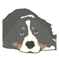 Smile Bernese Mountain Dog