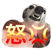 Love Whippet