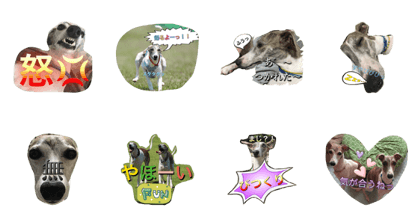 Love Whippet
