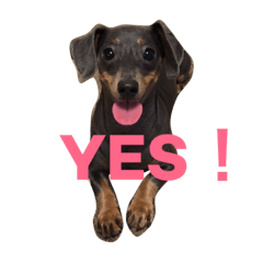 kaninchen-dachshund