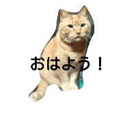 angee cats