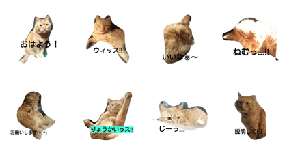 angee cats