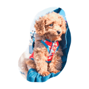 CHIRO Tiny poodle
