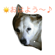 Mongrel dog Chiro