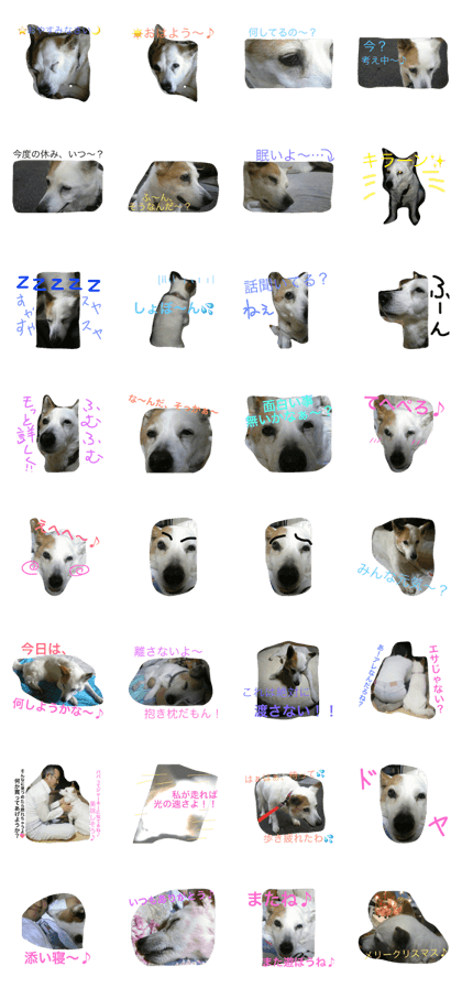 Mongrel dog Chiro