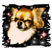 Chihuahua  Hana-chan