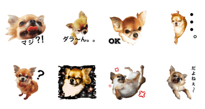Chihuahua  Hana-chan