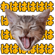 ame_cat