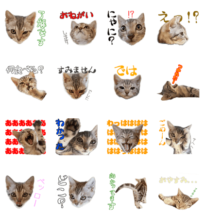 ame_cat