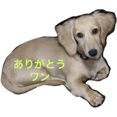 Ciel for Dachshund