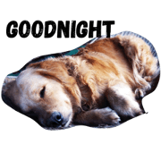 GM02-Dogs