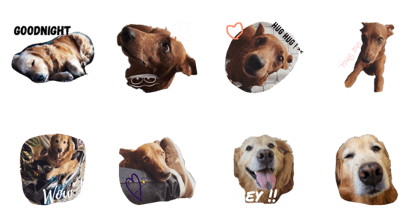 GM02-Dogs