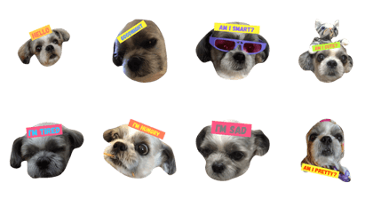 Sushi The Dog