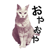 tsuna is big cat
