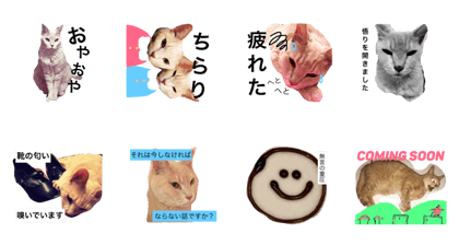 tsuna is big cat