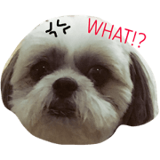 Bamee the Dog