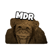 Dami the monkey
