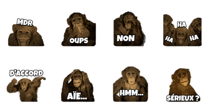Dami the monkey
