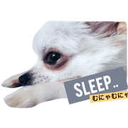 I am ogula (dog)