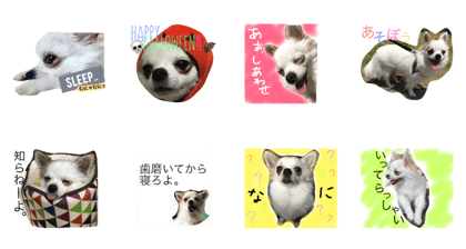 I am ogula (dog)