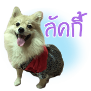 manoy lucky