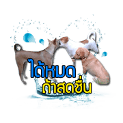 Daimodthasoodchuen kub dog