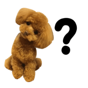 toypoodle crema